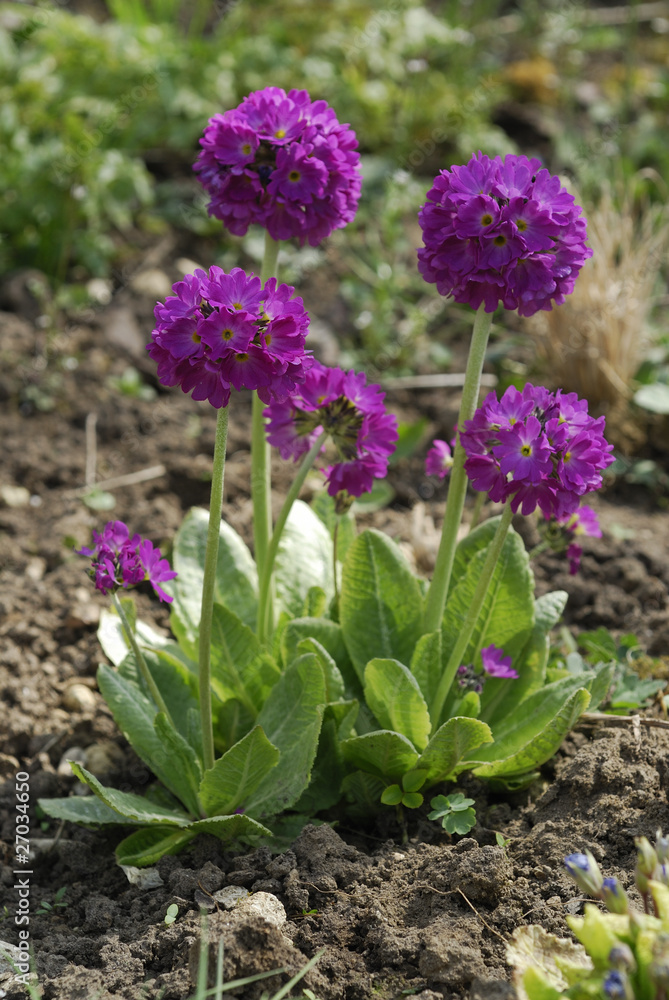 Primula denticulata / Primevère dentée Primula denticulata / Primevère dentée