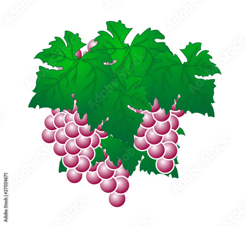 traube