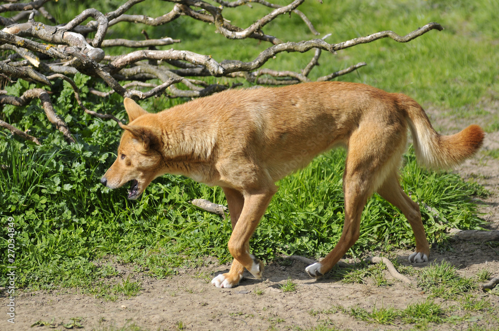 Dingo de profil en train de marcher gueule ouverte Dingo de profil en train de marcher gueule ouverte