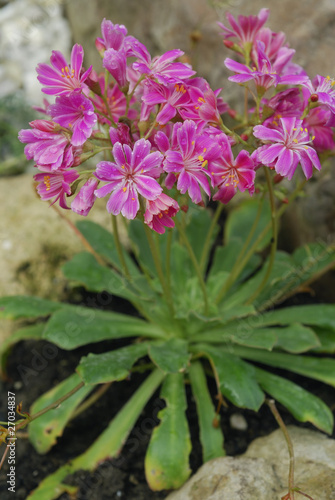 Lewisia cotyledon