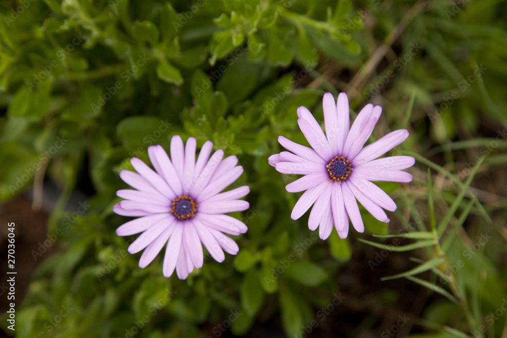 Obraz premium Die Zwei Blüten