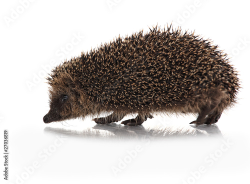 Fényképezés cute hodgehog on white