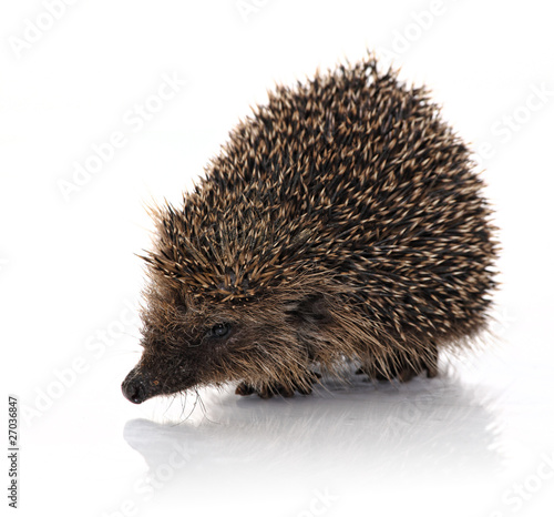 Fényképezés hodgehog portrait