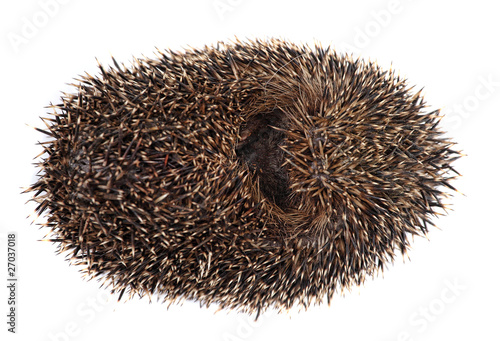 Vászonkép cute hodgehog on white