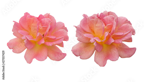 spring pink rose flowers blossom isolated on white