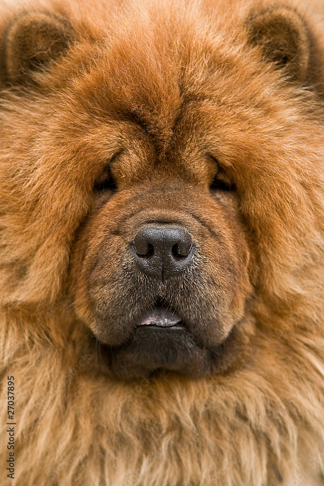 chow chow