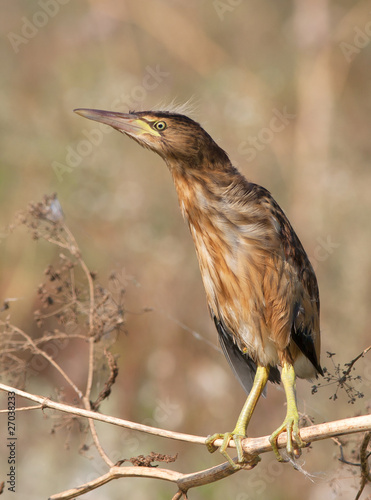 little bittern resting on the branch / Ixobrychus minutus photo