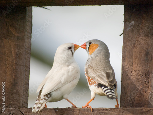 Fotografie Male and Female Zebra Finches