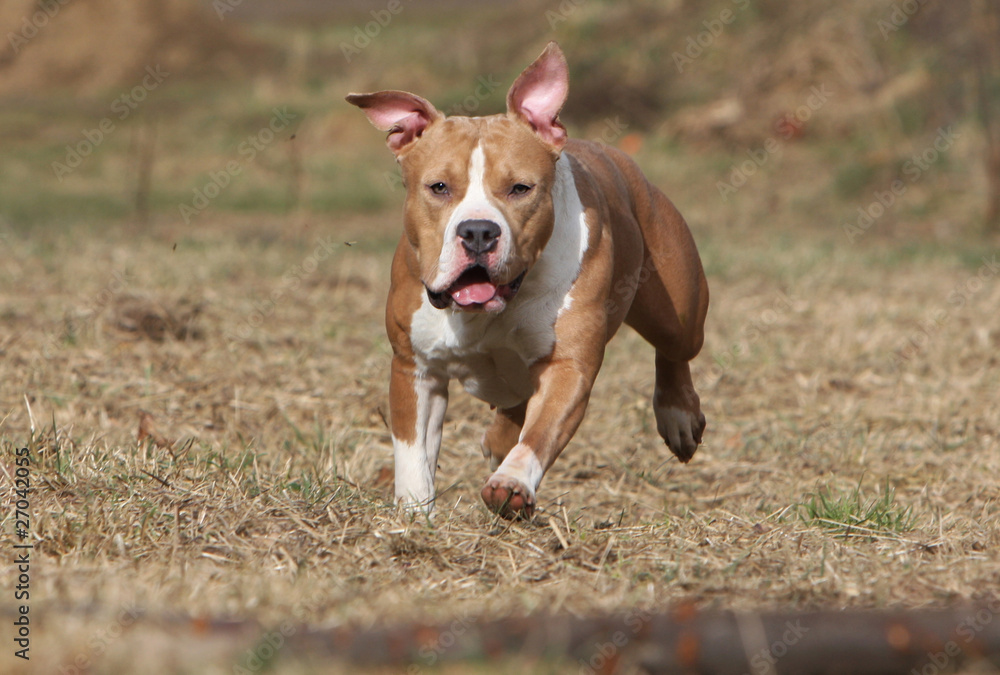 energetic race of the american staffordshire bull terrier