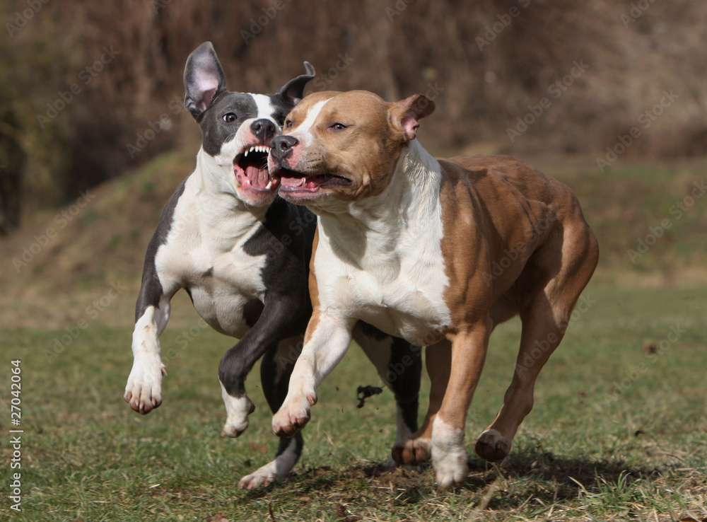 jaw against jaw for two american staffordshire bull terrier
