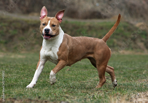 Obraz na płótnie allure désordonnée de l'amstaff w salonie