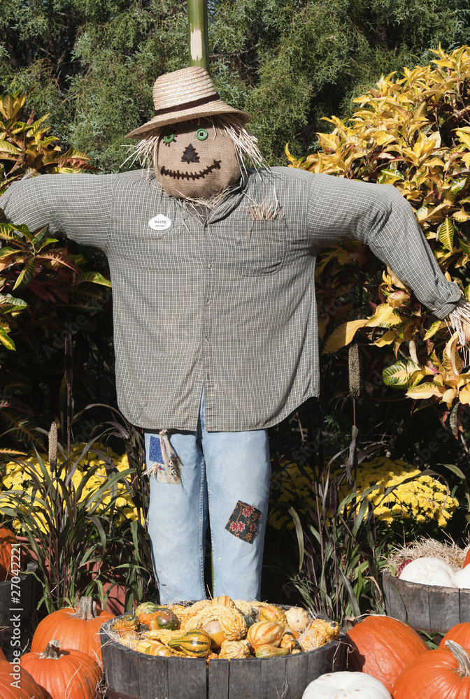 Halloween Scarecrow and Pumpkins . Halloween Scarecrow and Pumpkins .