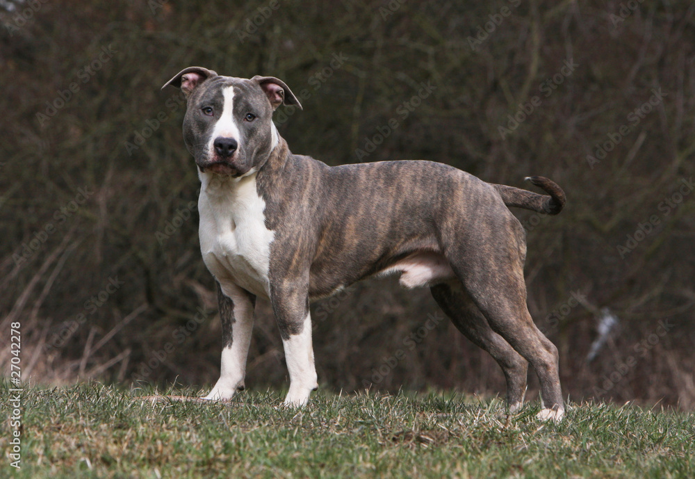 amstaff de profil