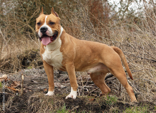 Fotografija amstaff en vadrouille