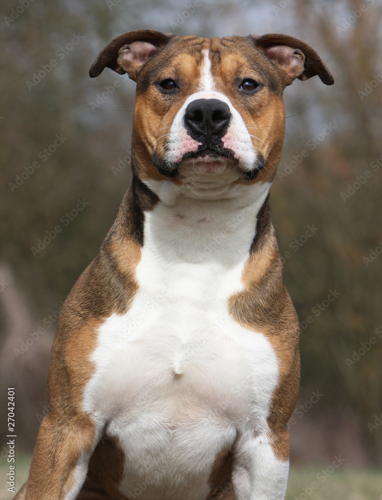 portrait d'un american staffordshire bull terrier