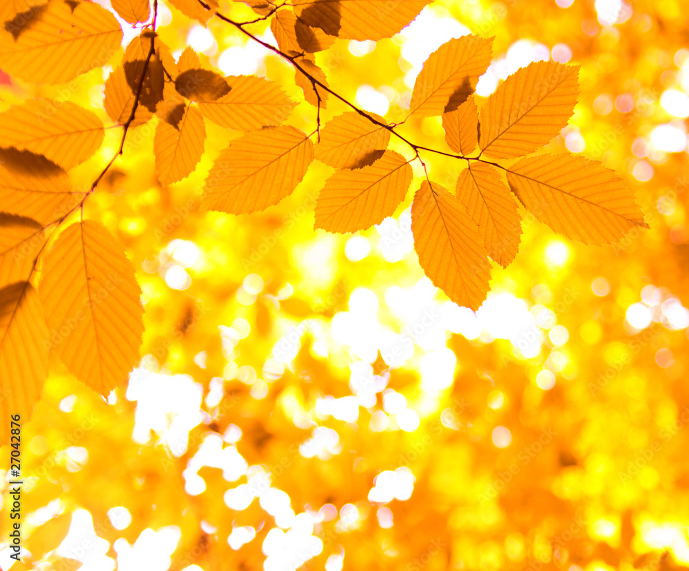 Obraz premium autumn leaves
