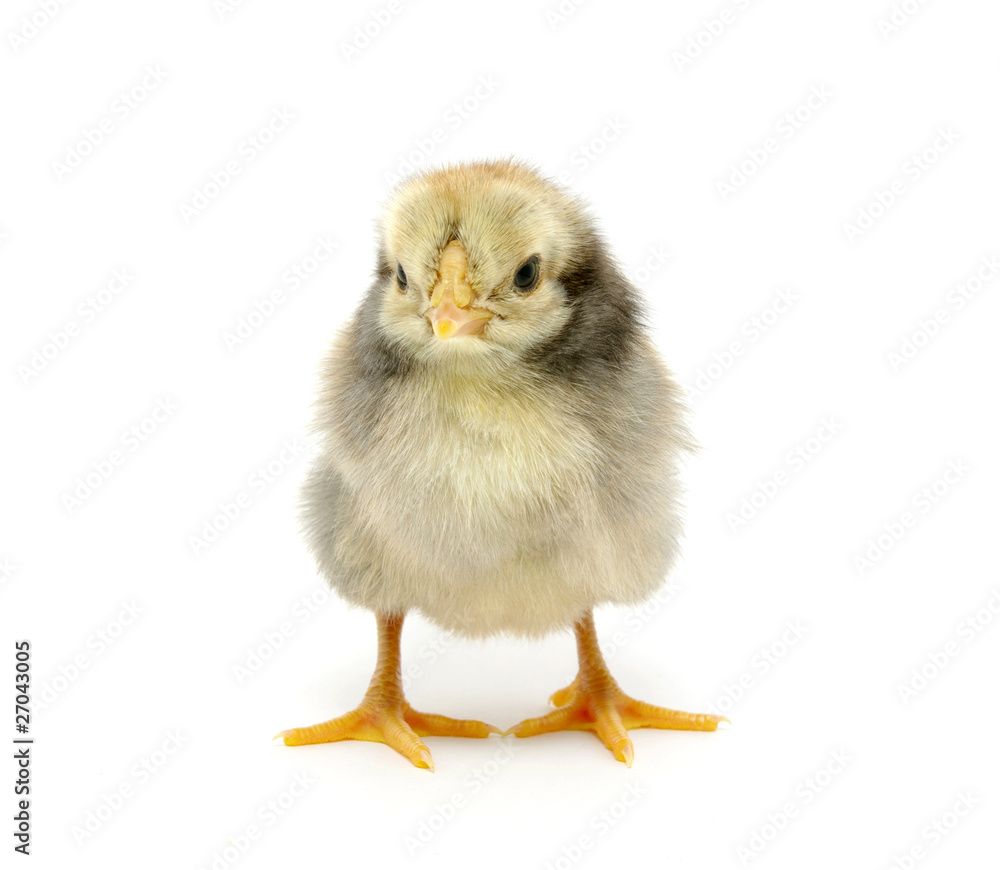 chicken chicken