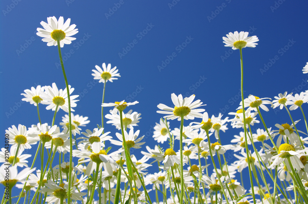 white daisies white daisies