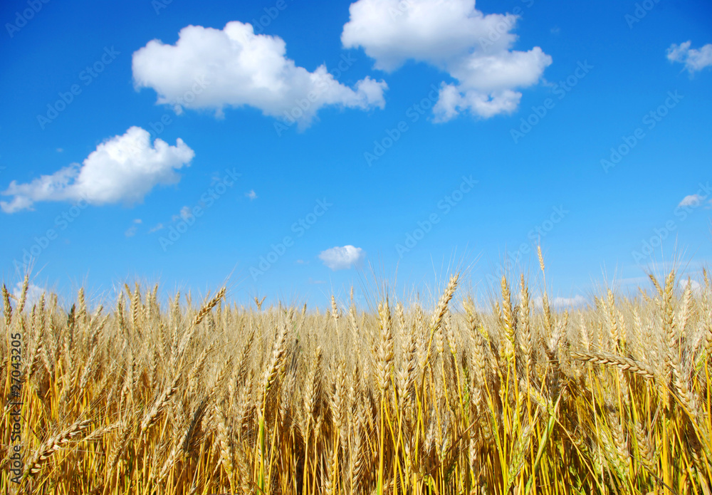 Wheat Wheat