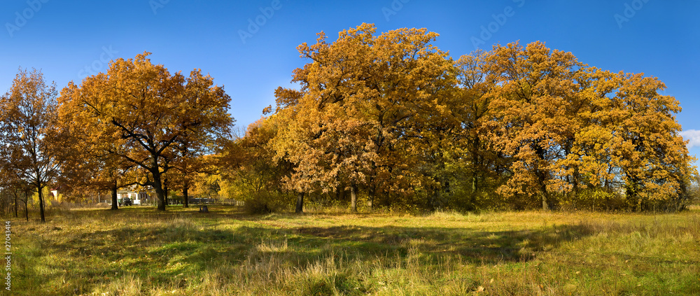 Fototapeta premium Fall in oak tree park