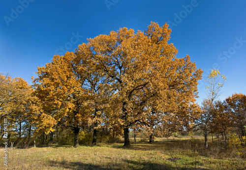 Autumn and oak tree