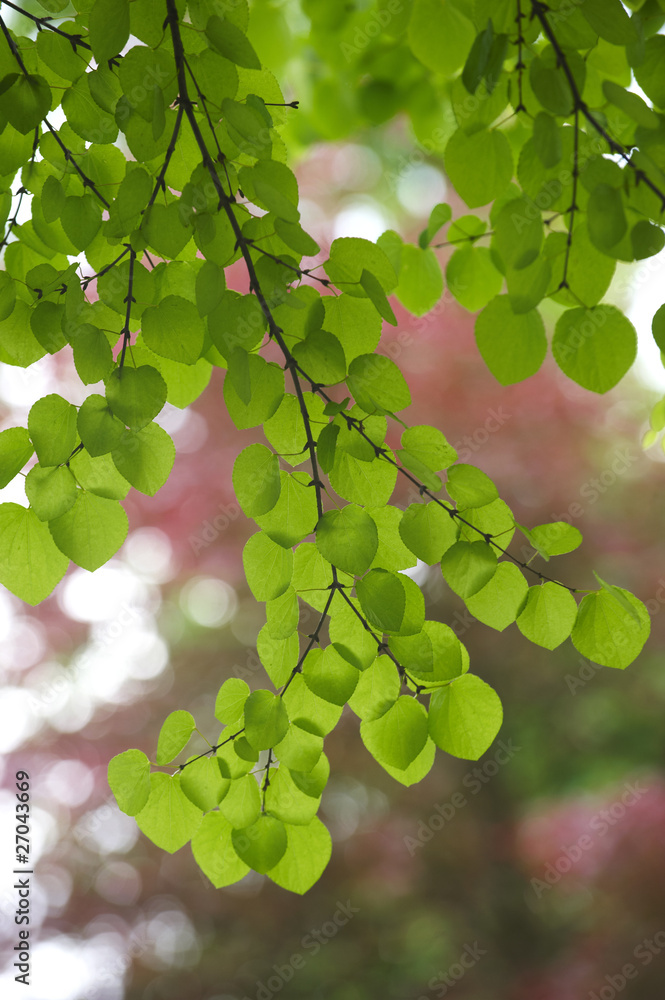 Backlit green leaves in spring park Backlit green leaves in spring park