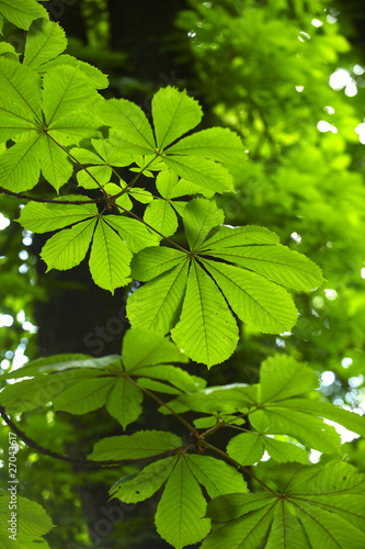 Detail of Horse Chestnut tree leaves