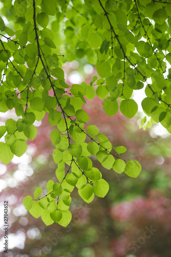 Backlit green leaves in spring park
