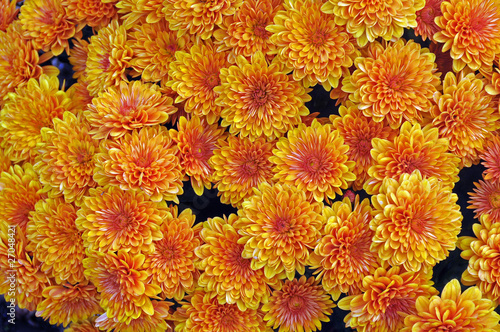 Yellow Chrysanthemum background