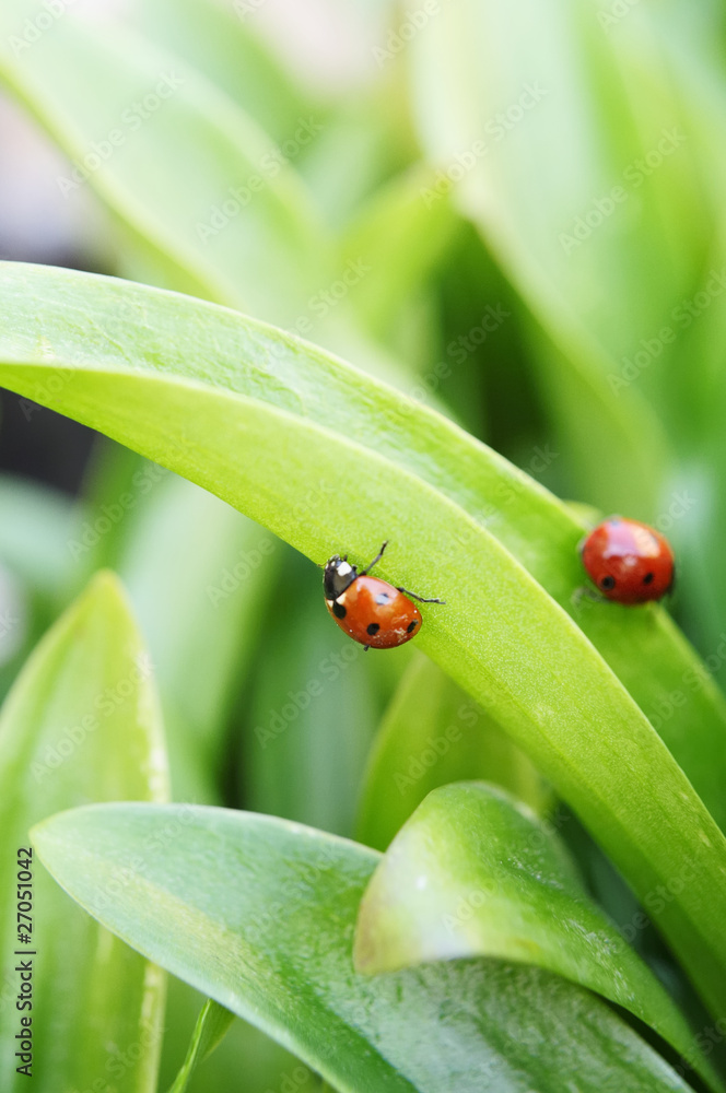 Fototapeta premium ladybugs