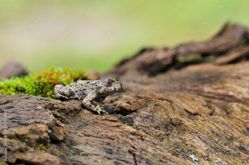 Fototapeta premium Gelbauchunke