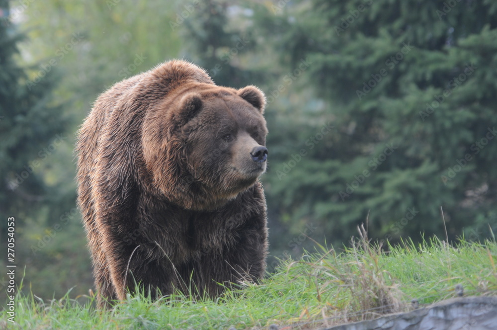 Braunbär