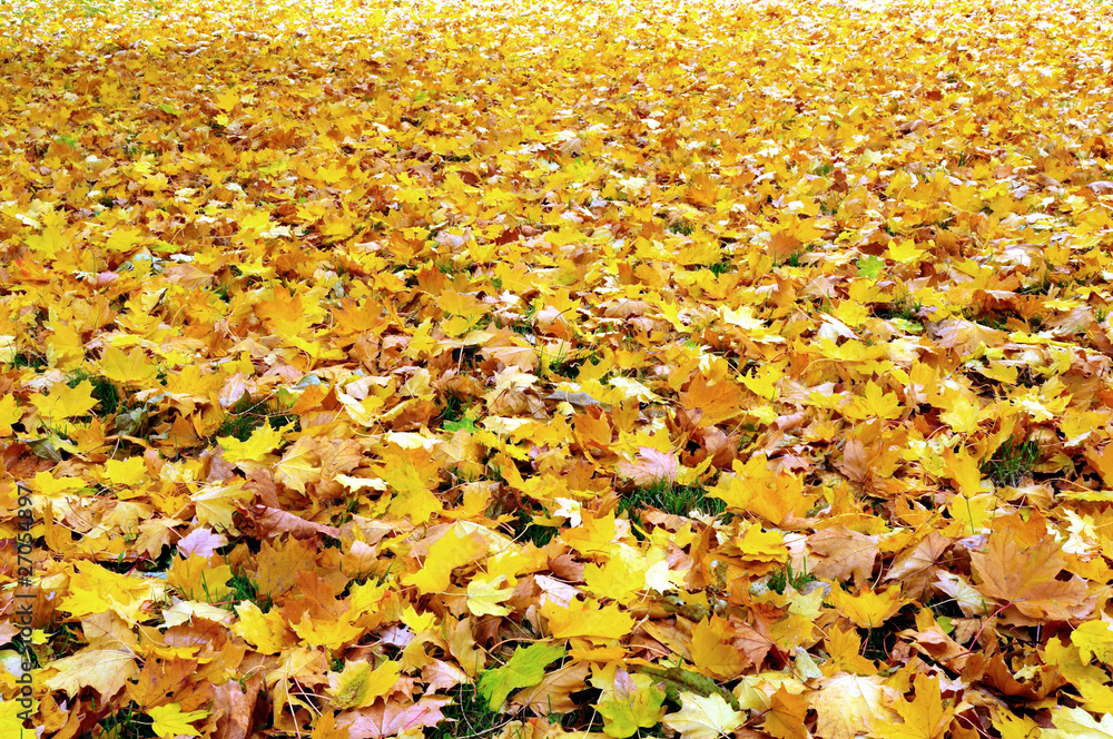 Fall\ autumn leaves Fall\ autumn leaves