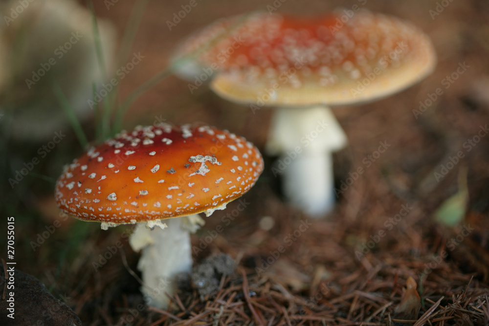 Obraz premium amanita muscaria