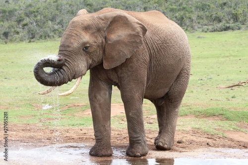 African Elephant at Water