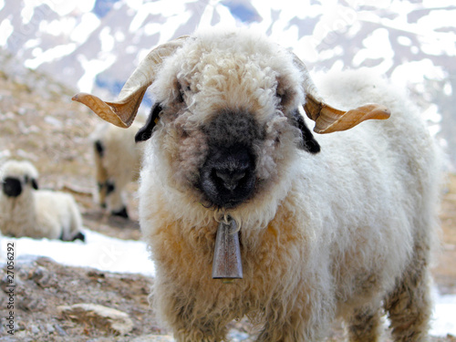 young blacknose sheep with bell