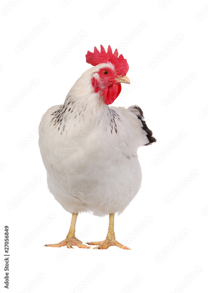 Fototapeta premium white hen