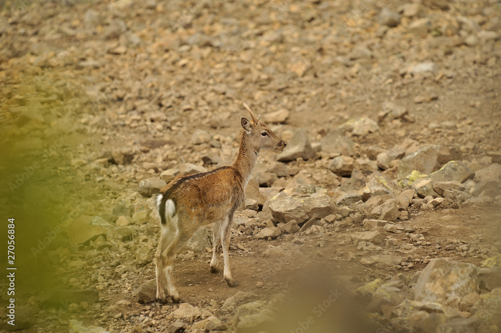 Obraz premium fallow deer