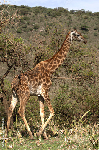 Giraffe walk in trees of acacias.