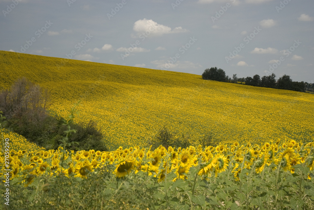 Obraz premium Sunflower