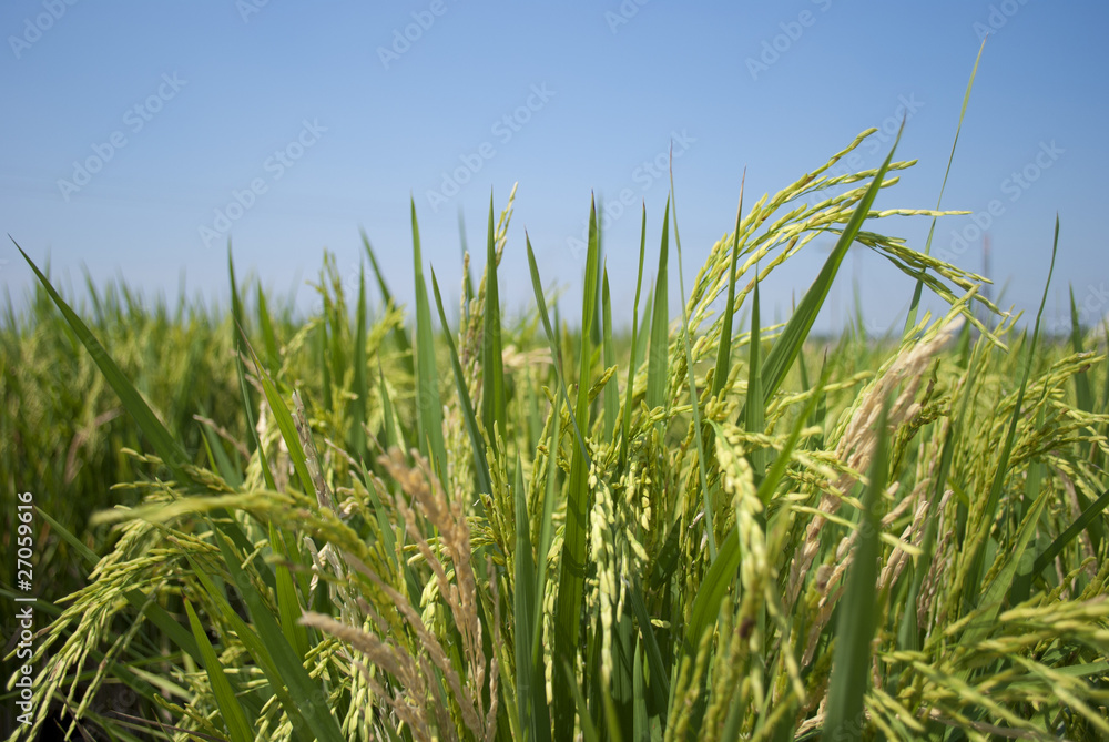 Paddy rice in field with blue sky Paddy rice in field with blue sky