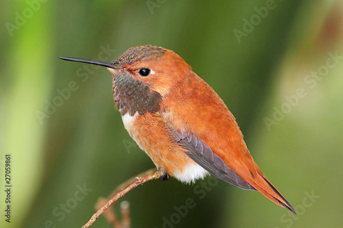 Rufous Hummingbird (Selasphorus rufus) photo