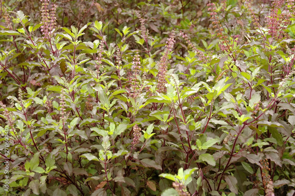 basil basil