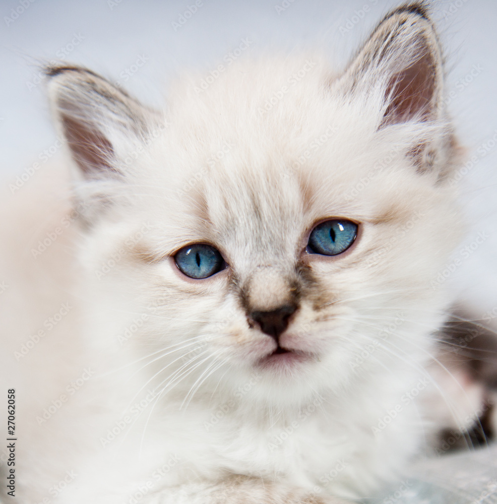 Portrait d'un chaton aux yeux bleus et au pelage clair