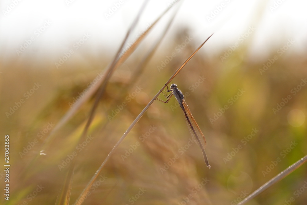 イトトンボ dragonfly イトトンボ dragonfly