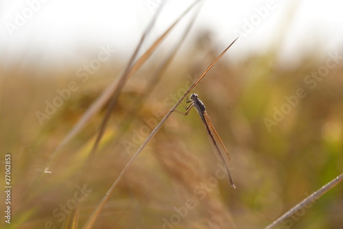 イトトンボ dragonfly