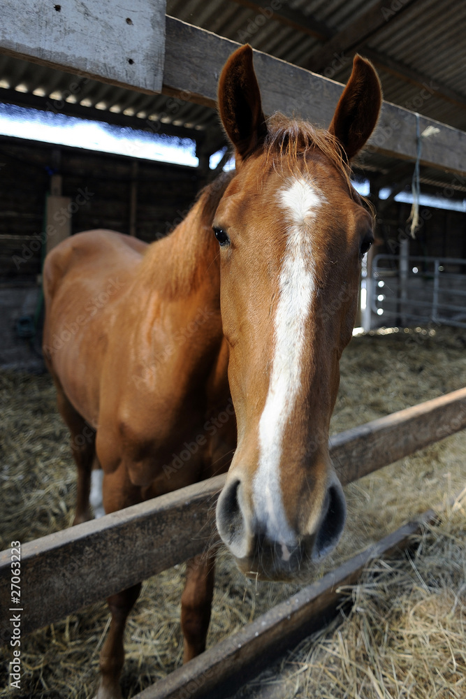 Fototapeta premium Cheval