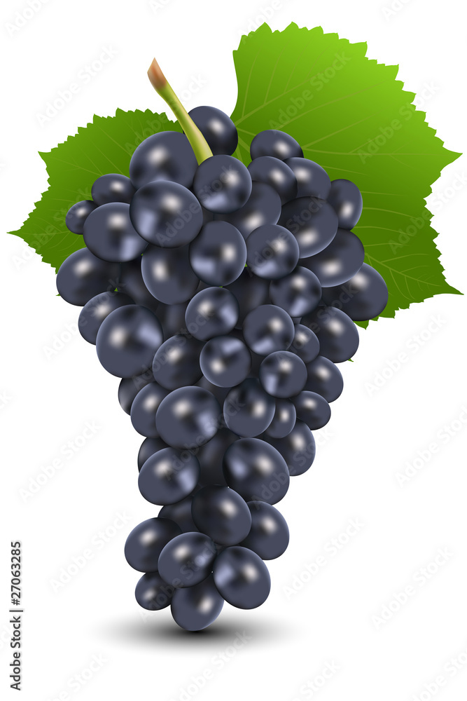 Fototapeta premium bunch of black grapes