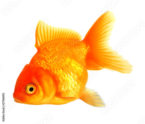 GOlden fish isolated on white background