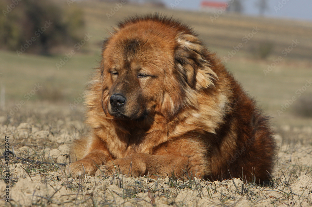 Fototapeta premium dogue du Tibet massif et impressionnant